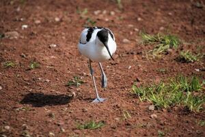 A close up of an Avocet photo