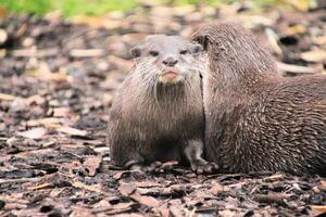 una vista de una nutria foto