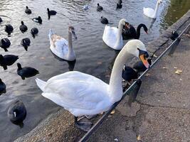 A view of a Mute Swan in London photo