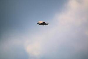 un ver de un arenque gaviota en llandudno foto