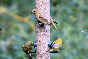 A close up of a Finch on a bird feeder photo