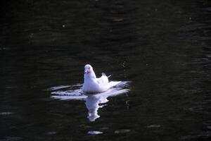 un ver de un negro con membrete gaviota en el agua foto