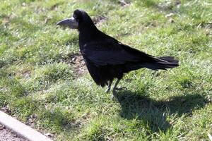 A close up of a Rook photo