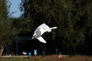 un ver de un mudo cisne a puente delgado naturaleza reserva foto