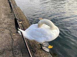 A view of a Mute Swan in London photo