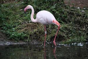 A close up of a Flamingo photo