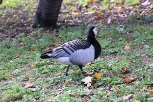 A view of a Barnacle Goose photo