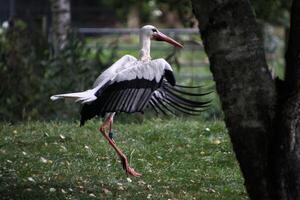 A close up of a White Stork photo