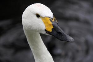 A view of a Bewick Swan photo