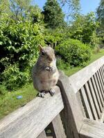 A view of a Grey Squirrel photo