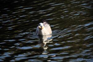 A view of a Seagull in London photo