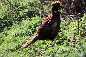 A close up of a Pheasant photo