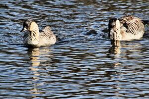 A view of a Hawaiian Goose photo