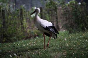 A close up of a White Stork photo