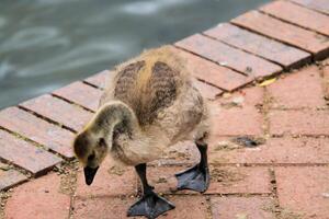 A view of a Canada Goose photo