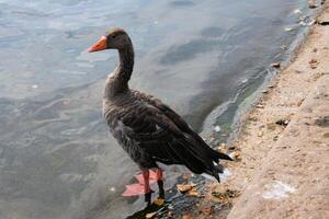 A close up of a Greylag Goose photo