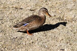 A view of a Mallard Duck photo