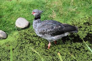 A close up of a Crested Screamer photo