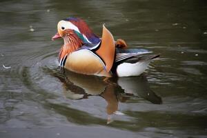 A close up of a Mandarin Duck photo