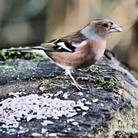 A view of a Chaffinch photo