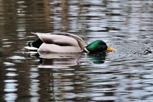 A view of a Mallard Duck photo