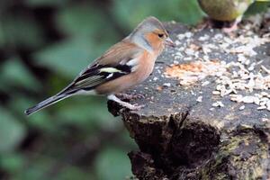 A view of a Finch eating some food photo