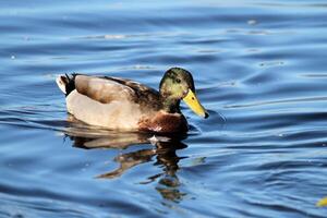 A view of a Mallard Duck photo