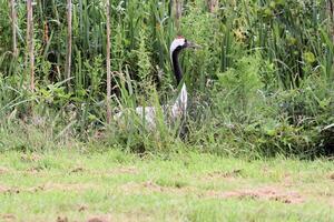 A view of a Red Crowned Crane photo