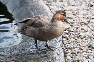 un ver de un filipina Pato foto