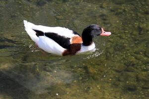 un ver de un Shelduck foto