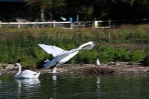 un ver de un mudo cisne a puente delgado naturaleza reserva foto