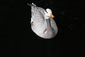 A close up of a Bar Headed Goose photo