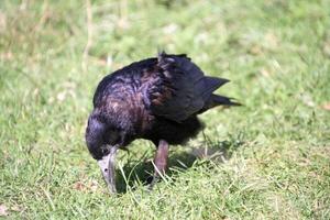 A view of a Rook photo