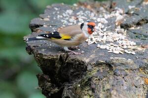 A view of a Finch eating some food photo