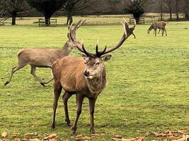 A view of a Red Deer Stag in the winter photo