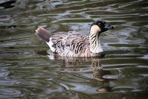 A close up of a Hawaiian Goose photo