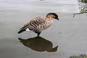 A view of a Hawaiian Goose photo