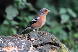 A view of a Finch eating some food photo