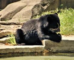 un cerca arriba de un oso foto