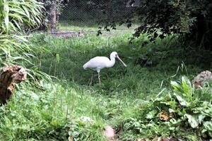 A view of a Spoonbill photo