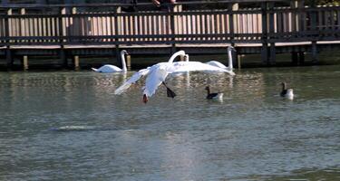 un ver de un mudo cisne a puente delgado naturaleza reserva foto