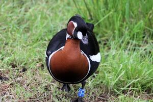 A close up of a Red Breasted Goose photo