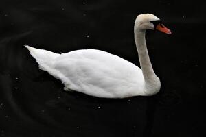 A view of a Mute Swan photo