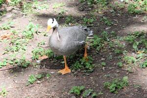 A close up of a Bar Headed Goose photo