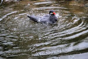 un cerca arriba de un inca golondrina de mar foto