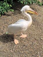 A close up of a Pelican in the sunshine photo