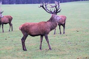 A view of a Red Deer Stag in the winter photo