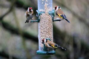 A close up of a Goldfinch photo