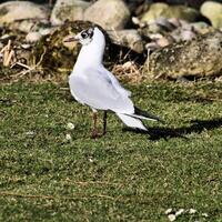 A close up of a Gull photo