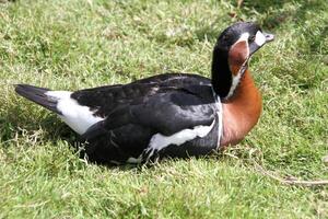 A close up of a Red Breasted Goose photo